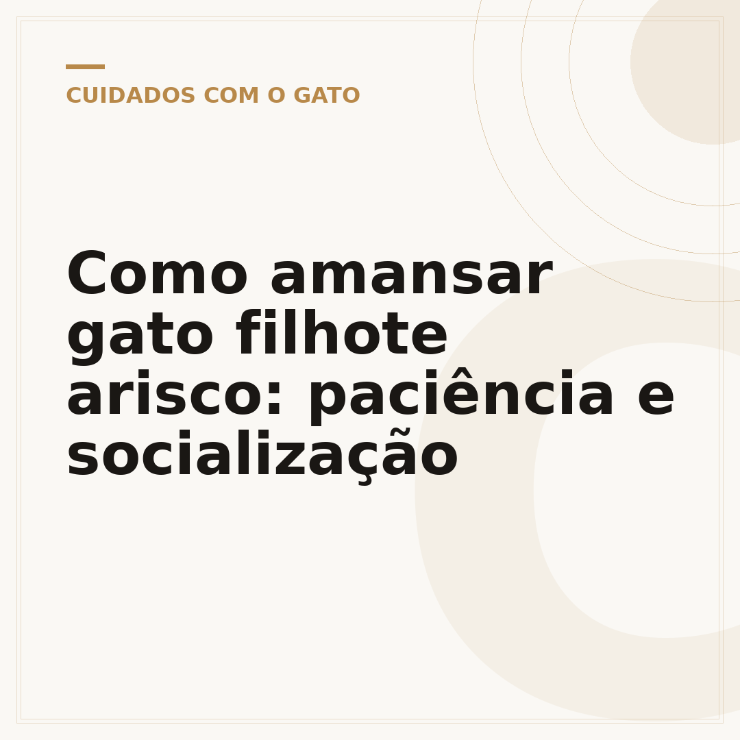 Como amansar gato filhote arisco: paciência e socialização