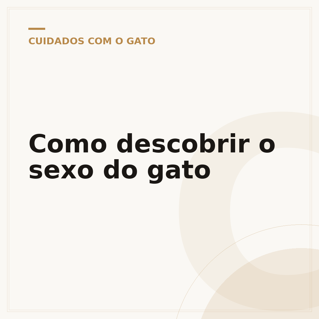 Como descobrir o sexo do gato