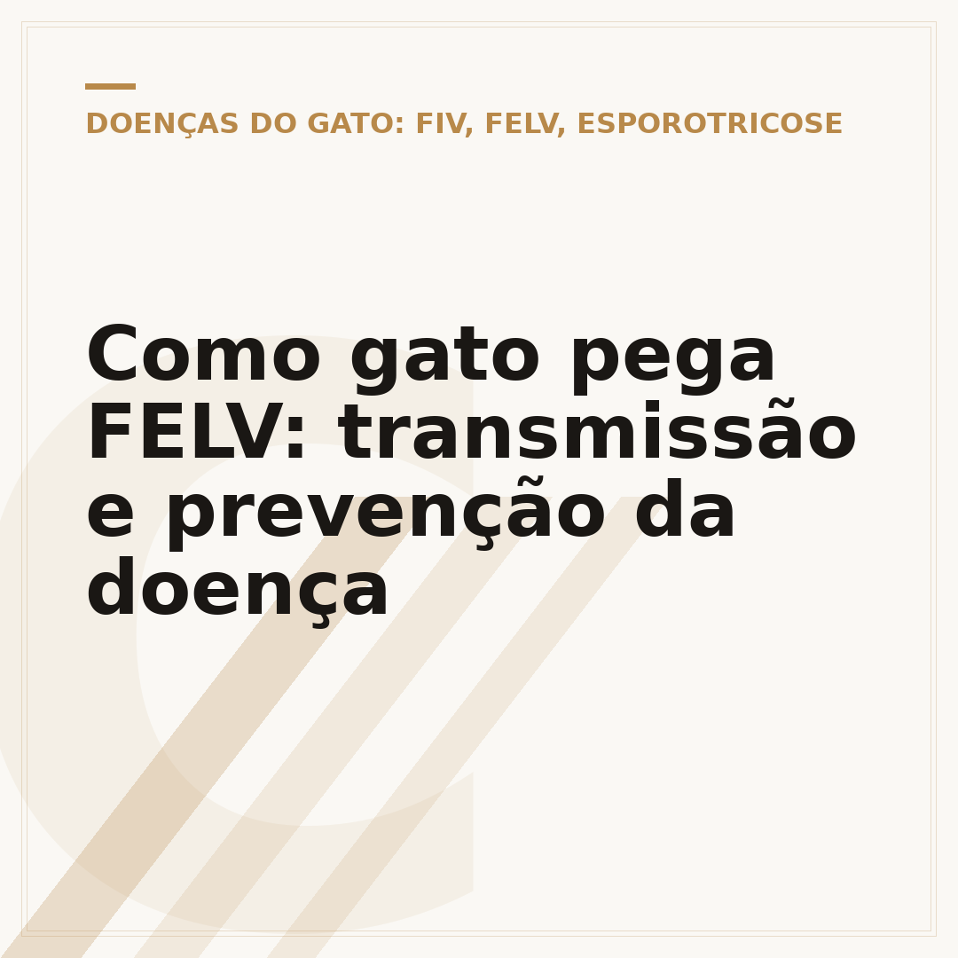 Como gato pega FELV: transmissão e prevenção da doença