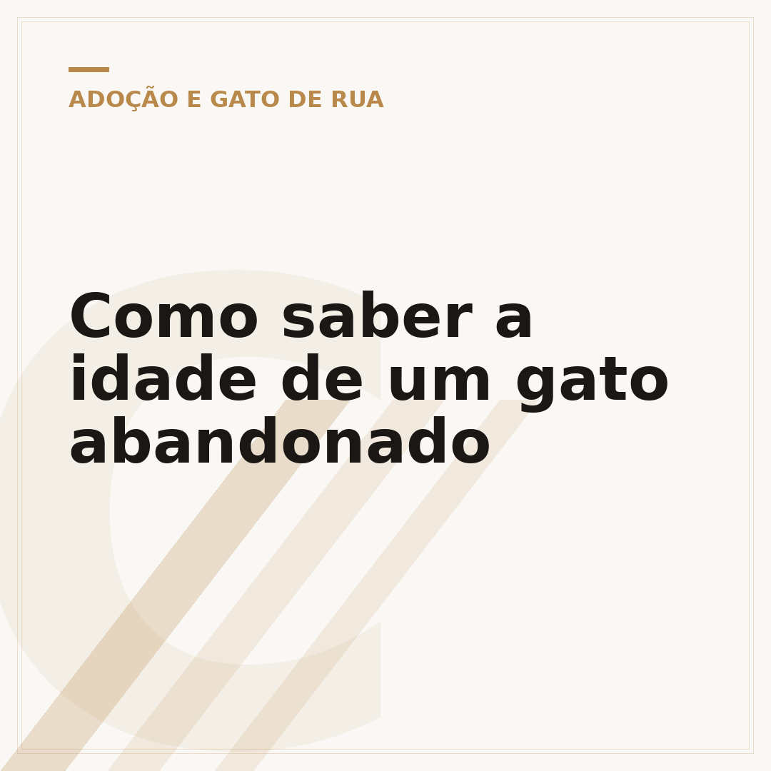 Como saber a idade de um gato abandonado