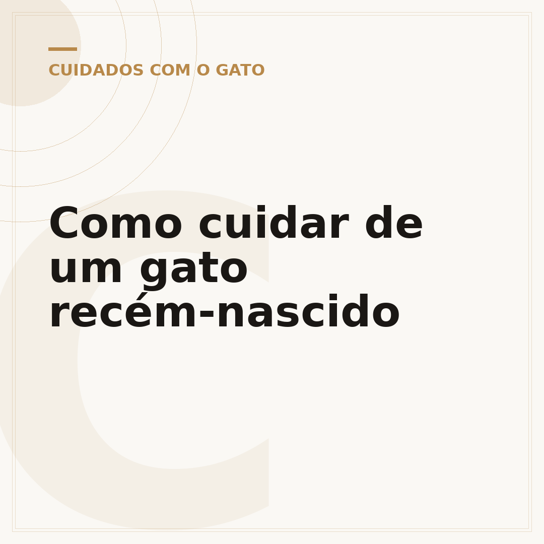 Como cuidar de um gato recém-nascido