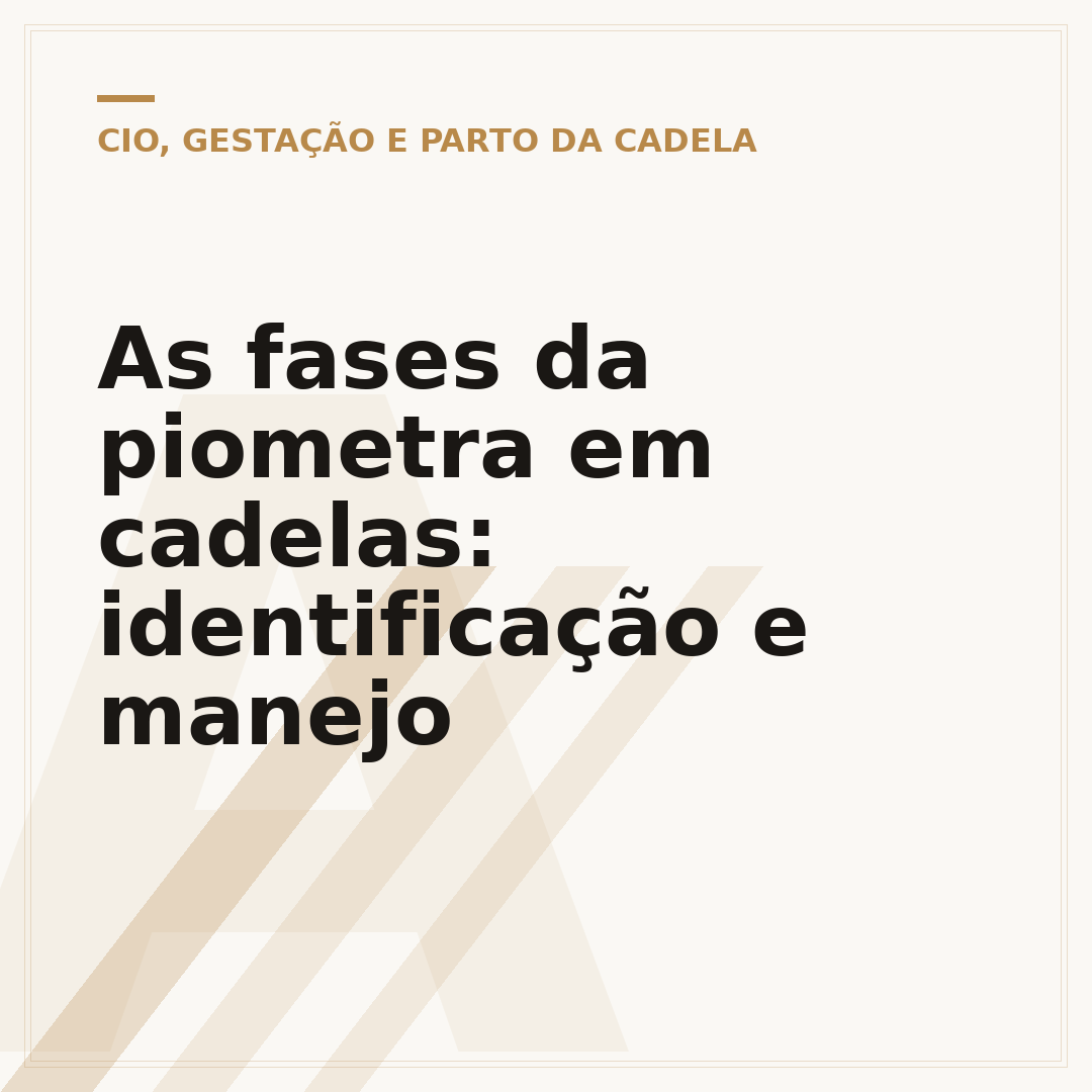 As fases da piometra em cadelas: identificação e manejo