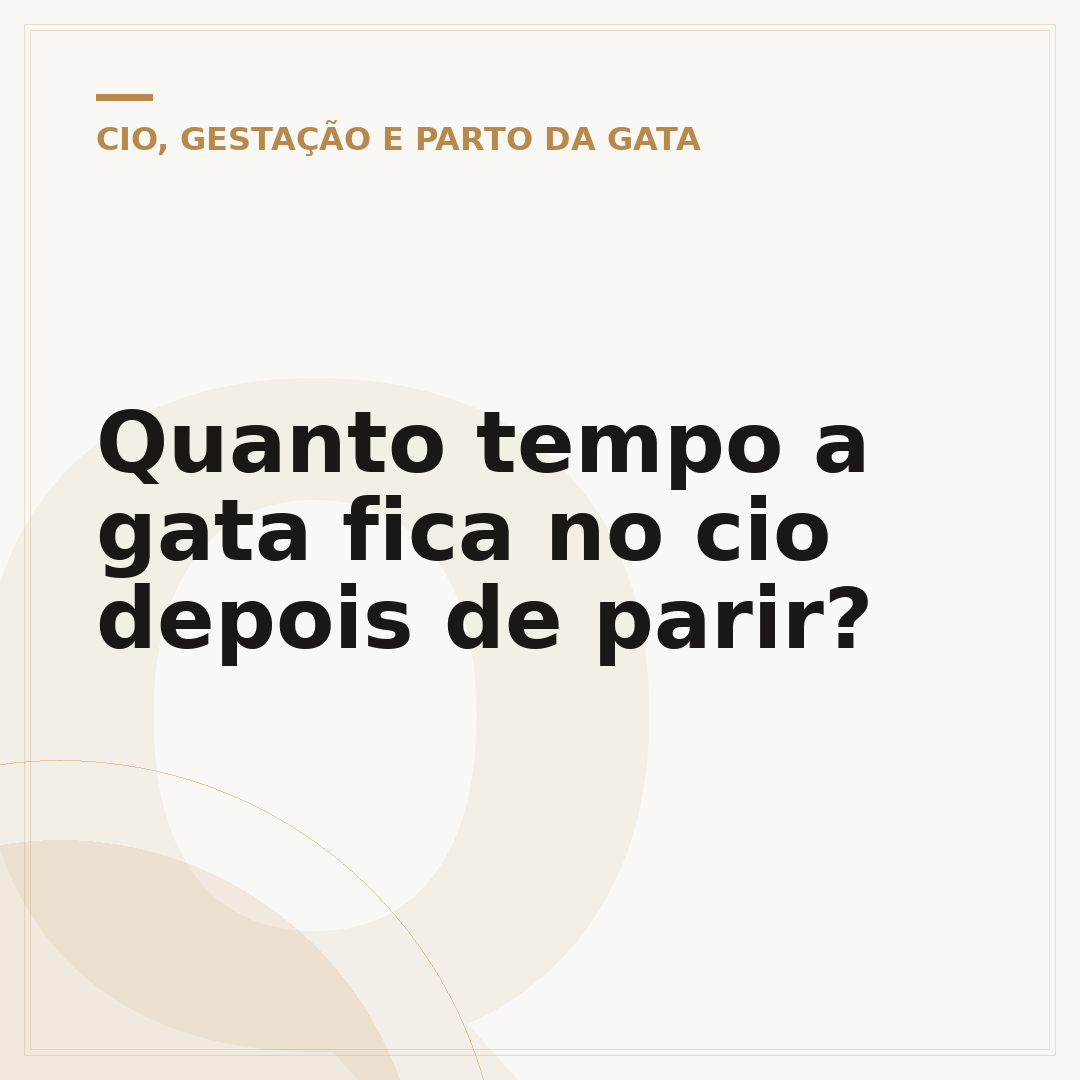 Quanto tempo a gata fica no cio depois de parir?