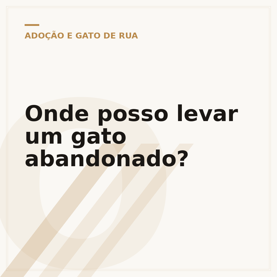 Onde posso levar um gato abandonado?