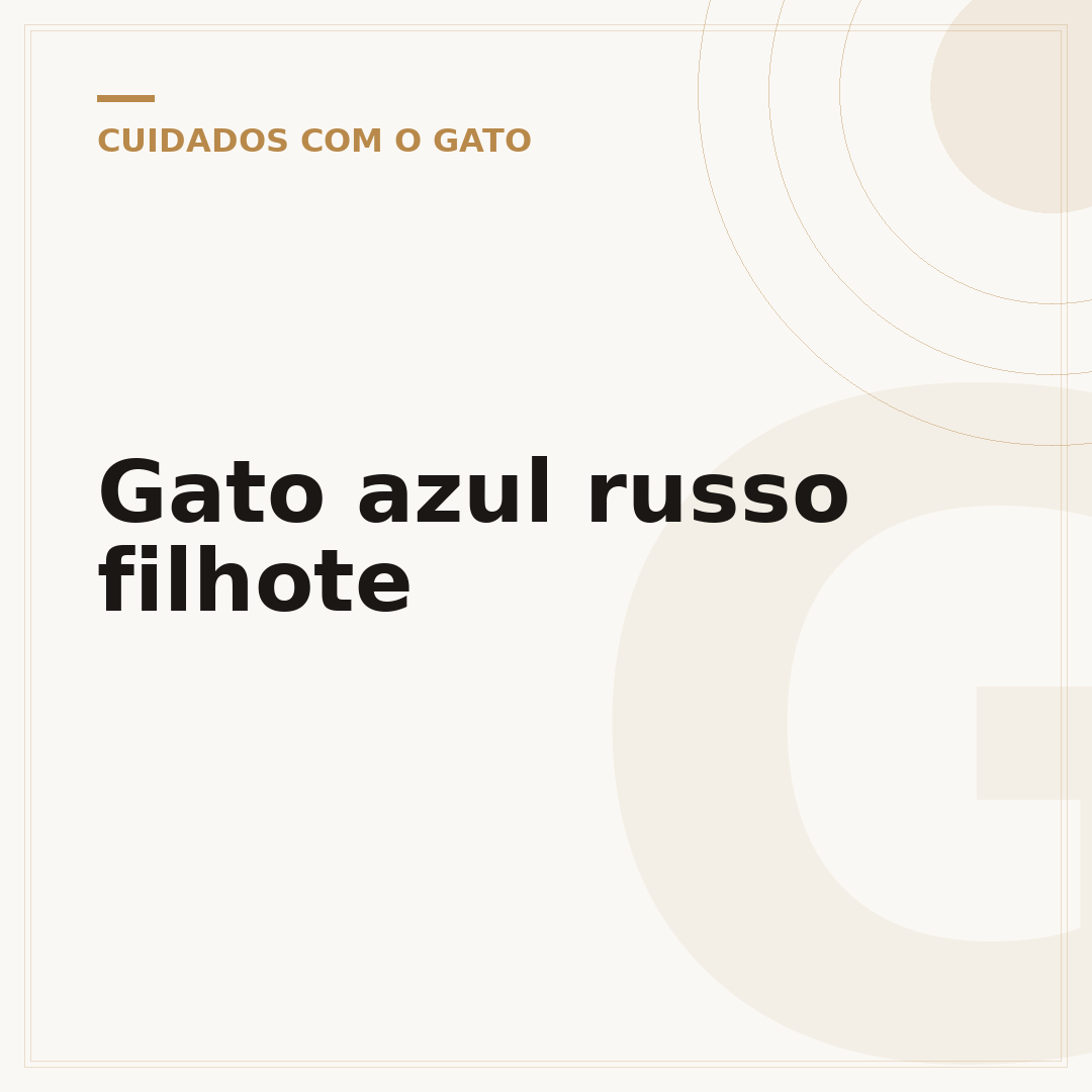 Gato azul russo filhote