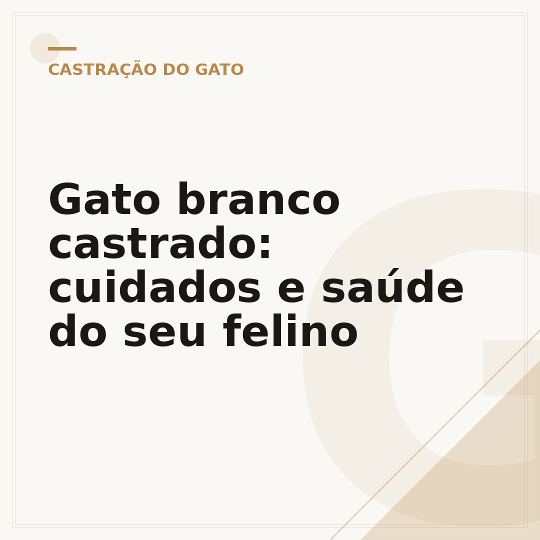 Gato branco castrado: cuidados e saúde do seu felino
