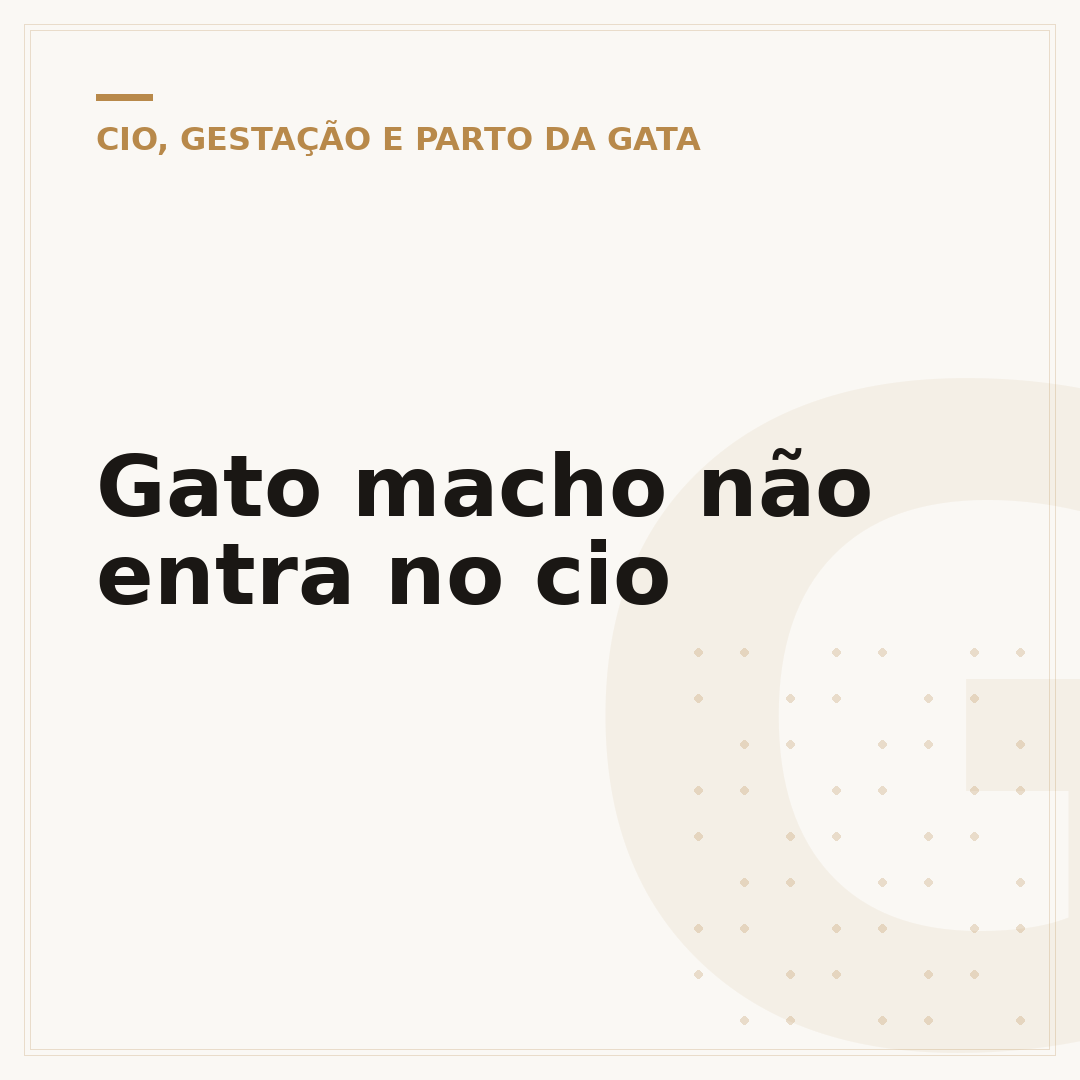 Gato macho não entra no cio