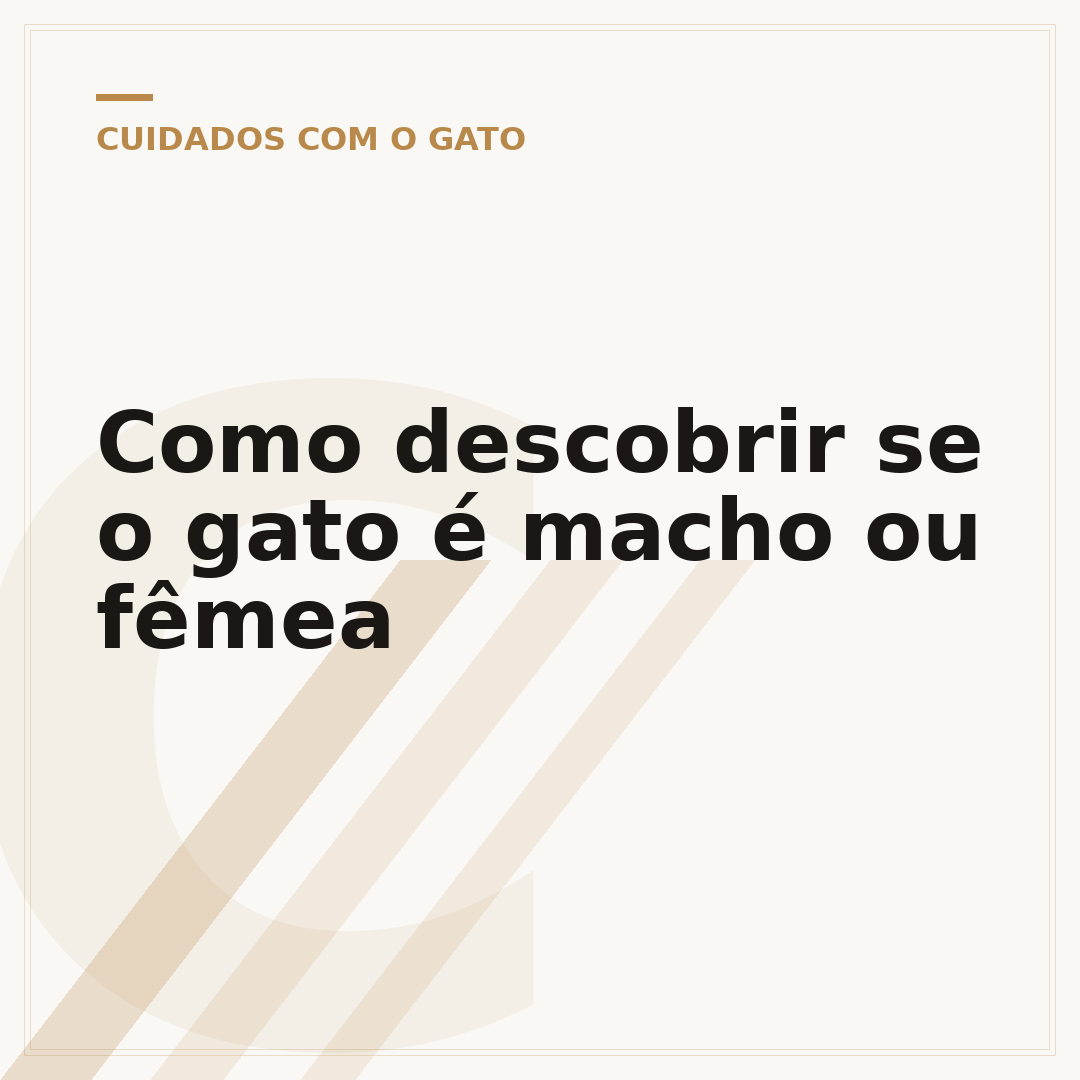 Como descobrir se o gato é macho ou fêmea