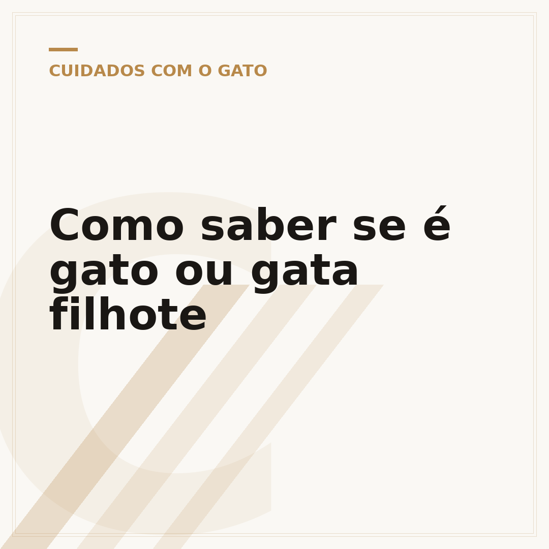 Como saber se é gato ou gata filhote
