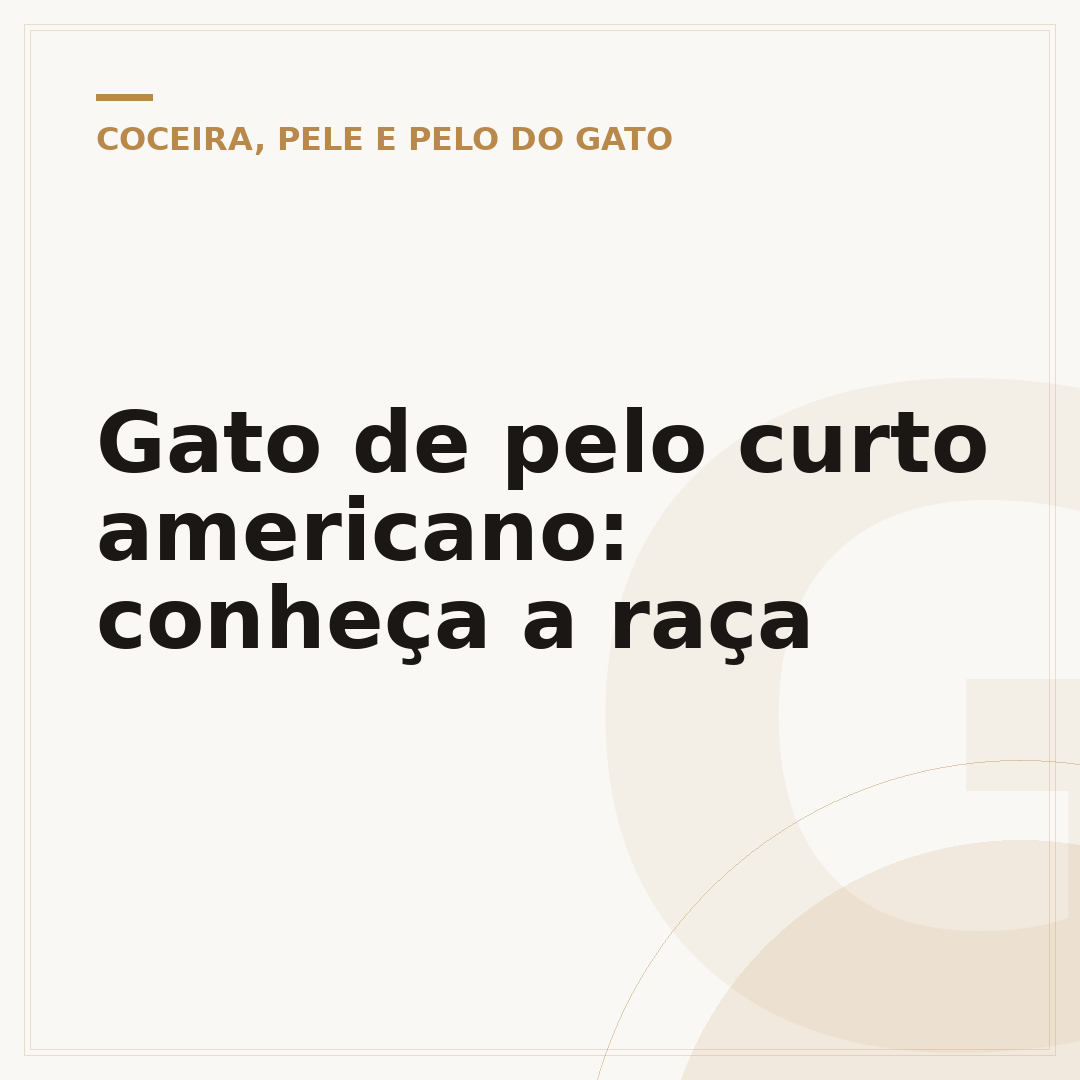 Gato de pelo curto americano: conheça a raça