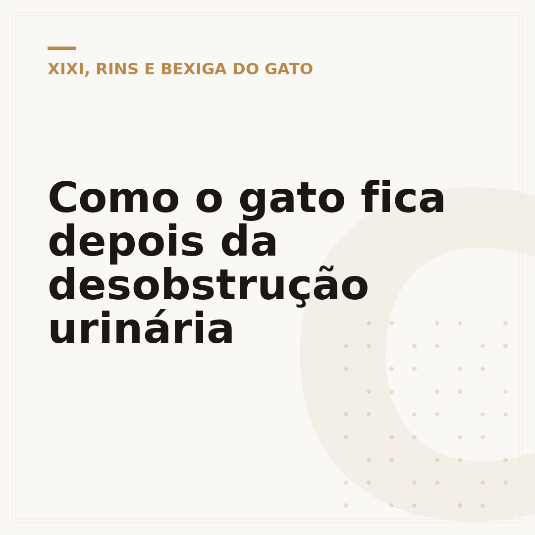 Como o gato fica depois da desobstrução urinária