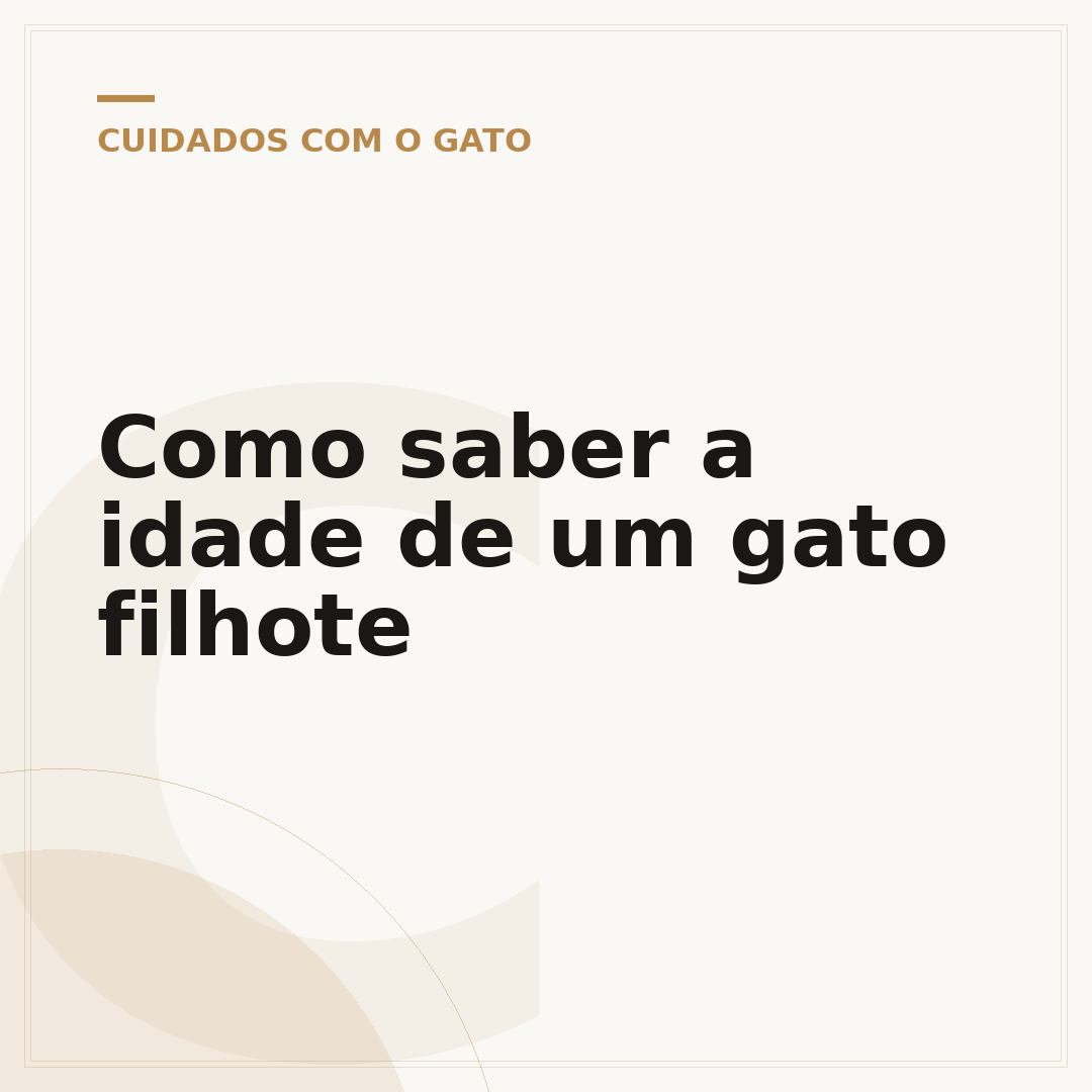 Como saber a idade de um gato filhote