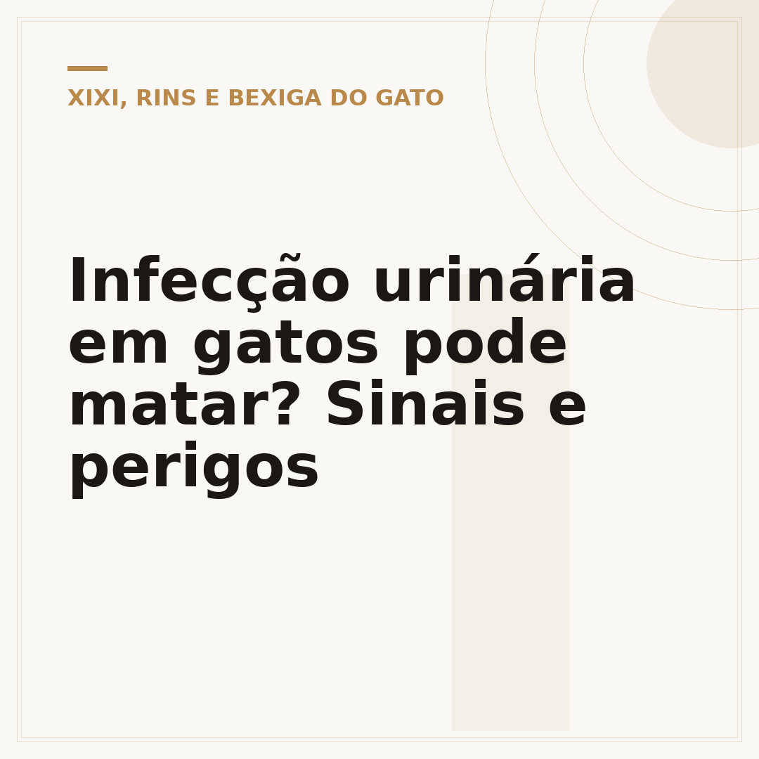 Infecção urinária em gatos pode matar? Sinais e perigos