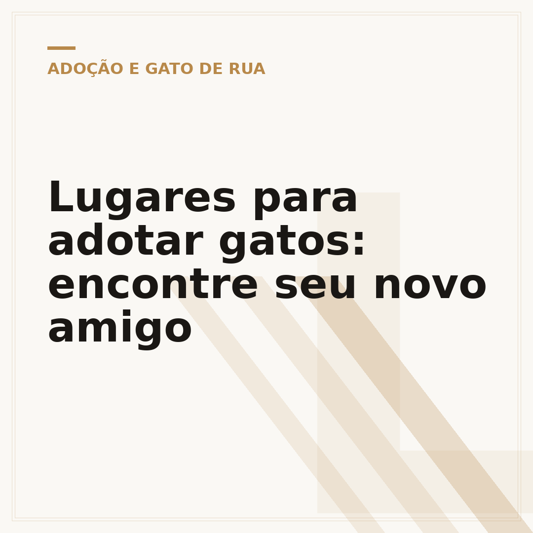 Lugares para adotar gatos: encontre seu novo amigo