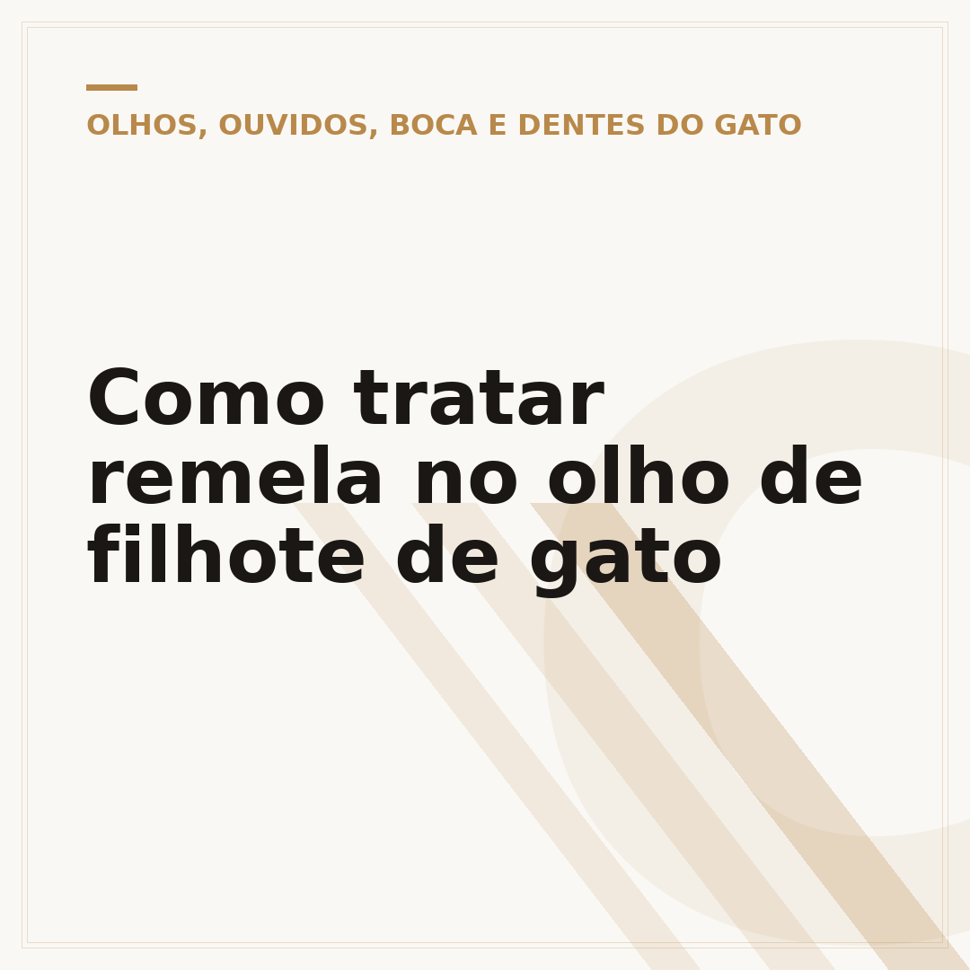 Como tratar remela no olho de filhote de gato