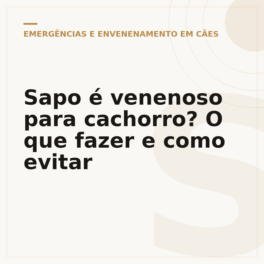 Sapo é venenoso para cachorro? O que fazer e como evitar