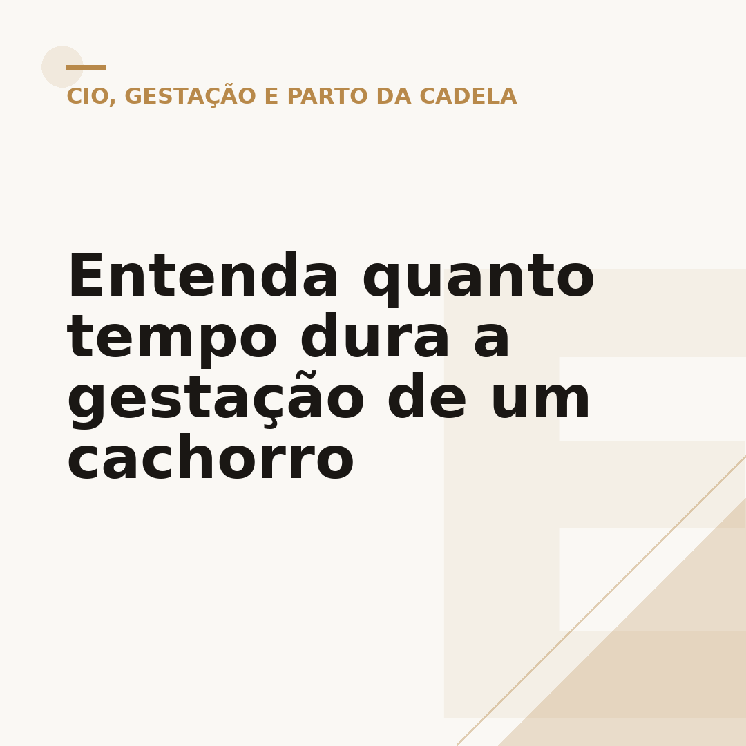 Entenda quanto tempo dura a gestação de um cachorro